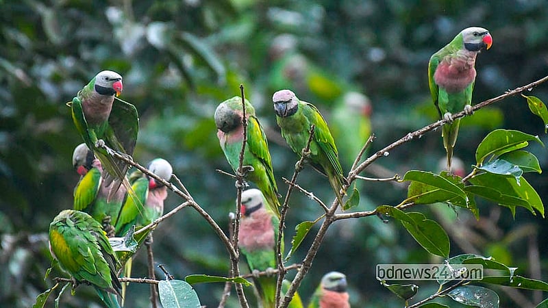 খাগড়াছড়ি সদর রেঞ্জ কর্মকর্তার কার্যালয়ের গাছগুলোতে এক দশকের বেশি সময় ধরে রাত কাটায় শত শত মদনা বা লাল বুক টিয়া। সন্ধ্যা হলেই বড় গাছগুলোতে জড়ো হয় পাখিগুলো। সবুজ দেহ, লাল বুক ও হলুদ পালকের এসব টিয়ার কলকাকলিতে মুখর হয়ে ওঠে পুরো এলাকা। ভোর হলে খাবারের খোঁজে আবার পাহাড়ের বিভিন্ন এলাকায় উড়ে যায় তারা