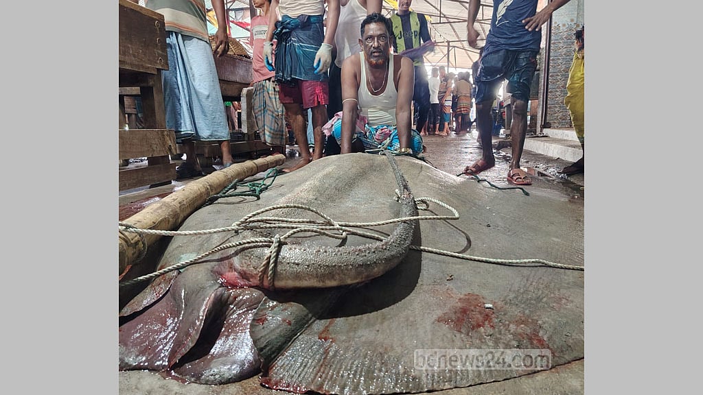 মেঘনায় ধরা ৭ মণের শাপলা পাতা মাছ বিক্রি ৮২ হাজারে