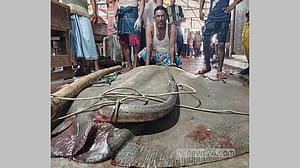 মেঘনায় ধরা ৭ মণের শাপলা পাতা মাছ বিক্রি ৮২ হাজারে