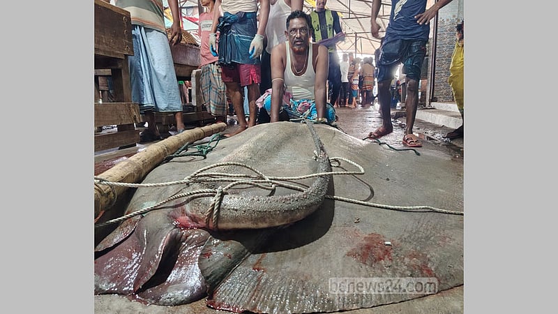 মেঘনায় ধরা ৭ মণের শাপলা পাতা মাছ বিক্রি ৮২ হাজারে