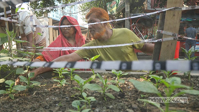 রাজধানীর তেজগাঁও এলাকার ব্যস্ত সড়কের বিভাজকে সবজি খেতে কাজ করছেন উদ্যমী কয়েকজন