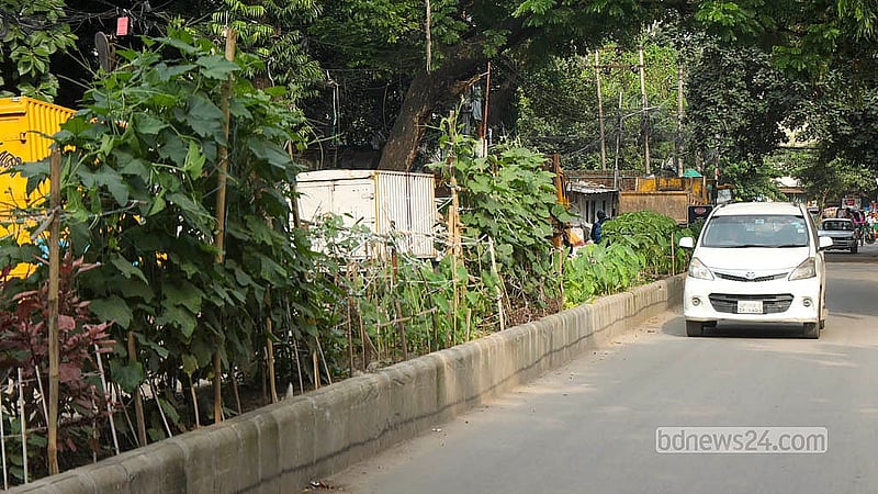 রাজধানীর তেজগাঁওয়ের এ সড়কে চাষ করা হচ্ছে পুঁইশাক, মিষ্টি কুমড়া, ডাঁটাশাক, কচু, পেঁপে, ঢ্যাঁড়স, পালং শাক, লাল শাক, মাশকলাইসহ হরেক পদের সবজি