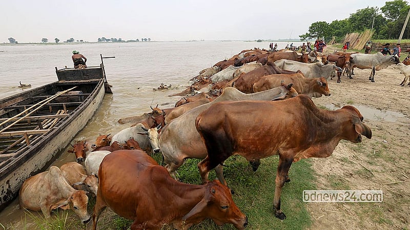 প্রমত্তা পদ্মার দীর্ঘ, ক্লান্তিকর ও বিপজ্জনক জলপথ পাড়ি দিয়ে অবশেষে এপারের নিরাপদ কূলে এসে পৌঁছেছে গরুর পাল। মো. ফখরুল ইসলাম