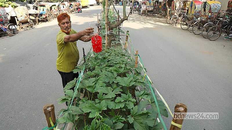 রাজধানীর তেজগাঁও এলাকায় সড়ক বিভাজকে গড়ে তোলা সবজি খেতে পানি দিচ্ছেন একজন