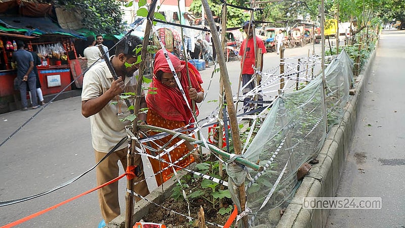 রাজধানীর তেজগাঁও এলাকার ব্যস্ত সড়কের বিভাজকে সবজি খেতে কাজ করছেন উদ্যমী কয়েকজন