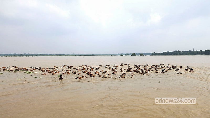 বন্যার পানিতে চারণভূমি তলিয়ে যাওয়ায় পদ্মার শাখা নদী সাঁতার কেটে পার হচ্ছে গরুর বিশাল পাল। মো. ফখরুল ইসলাম
