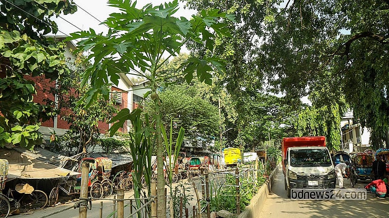 রাজধানীর তেজগাঁও এলাকার একটি সড়কের বিভাজকে গড়ে তোলা সবজি খেতে অন্যান্য ফসলের পাশাপাশি বেড়ে উঠেছে পেঁপে গাছ