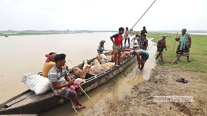 বন্যার পানিতে চারণভূমি তলিয়ে যাওয়ায় সমতলে ফেরার আয়োজন, নিরাপদ পারাপারের জন্য বাছুর ও ভেড়াগুলোকে নৌকায় তুলছেন রাখাল। মো. ফখরুল ইসলাম