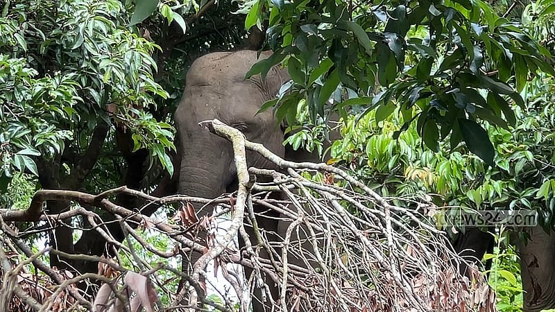 লিচুবাগানের ভেতর ঘুরে ঘুরে হাতিগুলো লতা-পাতা খাচ্ছে। সম্প্রতি ছবিগুলো তুলেছেন সমির মল্লিক।