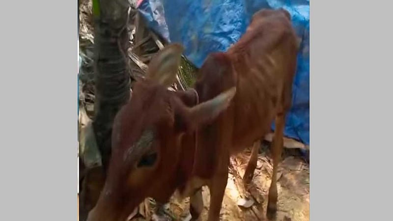 লক্ষ্মীপুরে বিএনপি নেতার গোয়ালঘরে চোরাই গরু, পেলেন শোকজ নোটিশ