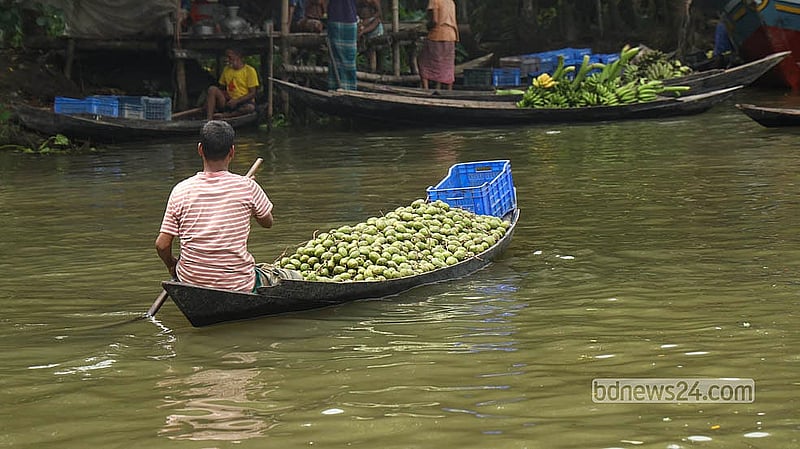 ঝালকাঠির কীর্তিপাশা খাল ধরে নৌকাবোঝাই আমড়া নিয়ে ভিমরুলি ভাসমান বাজারে যাচ্ছেন একজন  চাষি