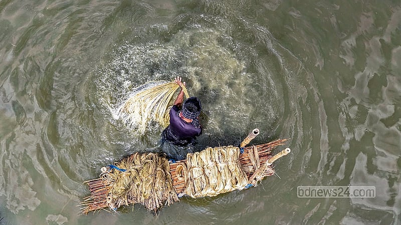 ফরিদপুরের ভাঙ্গা উপজেলার বিলে জাগ দেওয়া পাটের আঁশ ধোয়ার কাজে ব্যস্ত কৃষকরা