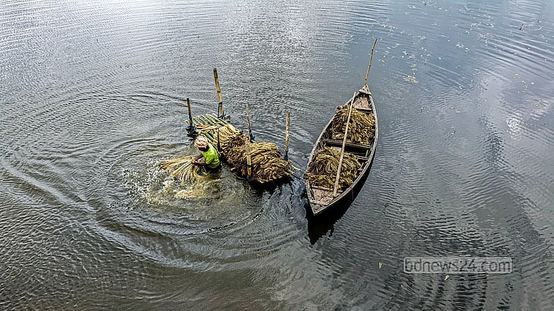 ফরিদপুরের ভাঙ্গা উপজেলার বিলে জাগ দেওয়া পাটের আঁশ ধোয়ার কাজে ব্যস্ত কৃষকরা