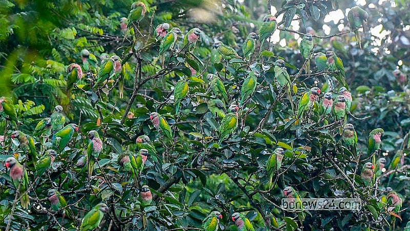 খাগড়াছড়ি সদর রেঞ্জ কর্মকর্তার কার্যালয়ের গাছগুলোতে এক দশকের বেশি সময় ধরে রাত কাটায় শত শত মদনা বা লাল বুক টিয়া। সন্ধ্যা হলেই বড় গাছগুলোতে জড়ো হয় পাখিগুলো। সবুজ দেহ, লাল বুক ও হলুদ পালকের এসব টিয়ার কলকাকলিতে মুখর হয়ে ওঠে পুরো এলাকা। ভোর হলে খাবারের খোঁজে আবার পাহাড়ের বিভিন্ন এলাকায় উড়ে যায় তারা