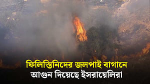 পশ্চিম তীরে ফিলিস্তিনিদের জলপাই বাগানে ইসরায়েলিদের আগুন