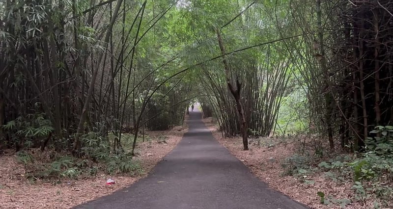 যেভাবে এল বিশ্ব বাঁশ দিবস
