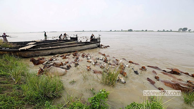 প্রমত্তা পদ্মার দীর্ঘ, ক্লান্তিকর ও বিপজ্জনক জলপথ পাড়ি দিয়ে অবশেষে এপারের নিরাপদ কূলে এসে পৌঁছেছে গরুর পাল। মো. ফখরুল ইসলাম