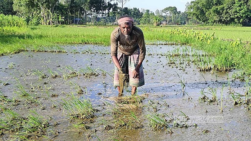 সাদুল্লাপুর উপজেলার বনগ্রাম ইউনিয়নের হবিবুল্লাপুর গ্রামের একজন কৃষক পচে যাওয়া আমন চারা দেখছেন। 