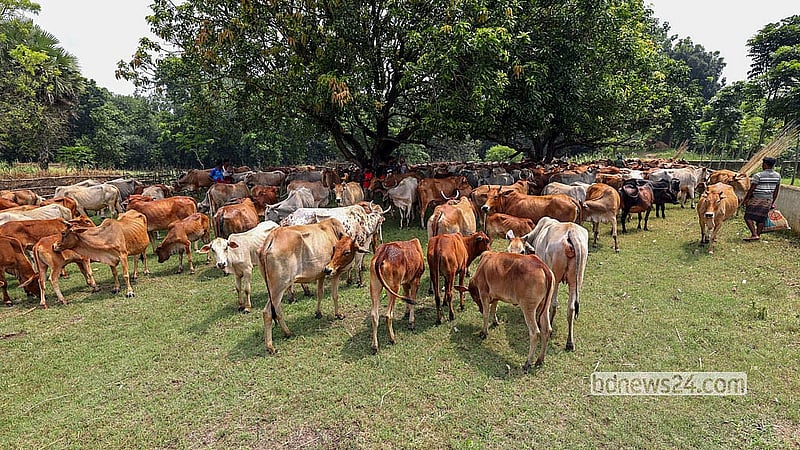 প্রমত্তা পদ্মার দীর্ঘ, ক্লান্তিকর ও বিপজ্জনক জলপথ পাড়ি দিয়ে এপারে এসে আমবাগানে ক্ষণিকের বিশ্রাম নিচ্ছে গবাদিপশুর পাল। মো. ফখরুল ইসলাম