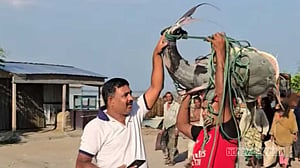 পদ্মায় ধরা পড়ল ৩৩ কেজির বাঘাইড়, ৭৯ হাজারে বিক্রি