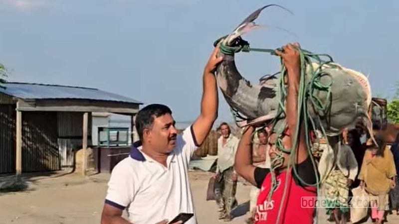পদ্মায় ধরা পড়ল ৩৩ কেজির বাঘাইড়, ৭৯ হাজারে বিক্রি