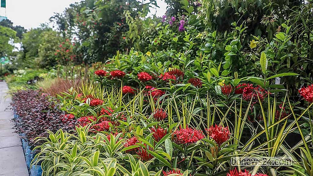 চলতি বছরে ৫০ লাখ চারা বিতরণের পরিকল্পনা ‘বনায়নের’