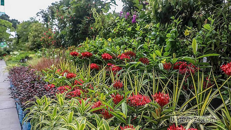 চলতি বছরে ৫০ লাখ চারা বিতরণের পরিকল্পনা ‘বনায়নের’