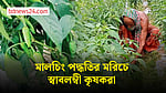 বেনাপোলে মালচিং পদ্ধতিতে উন্নতজাতের মরিচ চাষে কৃষকরা স্বাবলম্বী