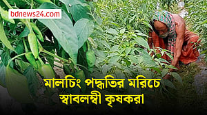 বেনাপোলে মালচিং পদ্ধতিতে উন্নতজাতের মরিচ চাষে কৃষকরা স্বাবলম্বী