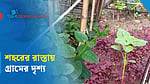 রাজধানীতে সড়ক বিভাজকে শাকসবজি চাষ
