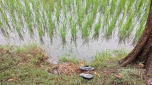 নোয়াখালীতে ধানক্ষেতের পাশে সড়কে মিলল মাদ্রাসাছাত্রের মরদেহ