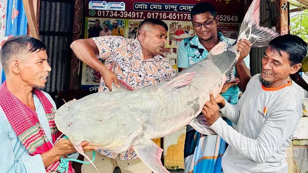 পদ্মা-যমুনার মোহনায় ধরা প‌ড়ল ৩৩ কে‌জির বাঘাইড়, নিলামে বিক্রি