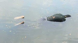 ধানমন্ডি লেকে ভাসছিল সাবেক মার্কেটিং কনসালটেন্ট মরদেহ