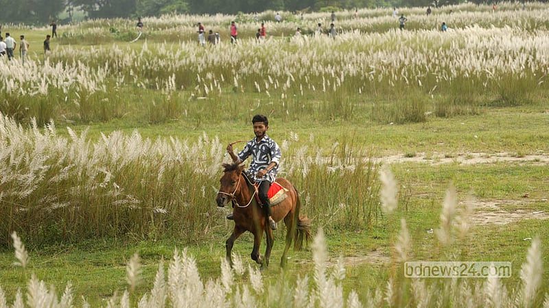 ঢাকার দক্ষিণ কেরাণীগঞ্জের সারিঘাটে কাশবনে দর্শনার্থীদের বিনোদনের খোরাক জোগাচ্ছে ঘোড়া। ছবি: শামছুল হক রিপন
