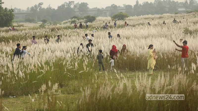 ঢাকার দক্ষিণ কেরাণীগঞ্জের সারিঘাটে বিস্তীর্ণ জায়গা জুড়ে ফুটেছে কাশফুল। প্রতি বছর এই সময়ে সেখানে ভিড় করেন দর্শনার্থীরা।&amp;nbsp; ছবি: শামছুল হক রিপন