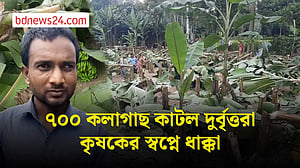 জয়পুরহাটে রাতের আঁধারে কেটে ফেলা হল ৭০০ কলাগাছ