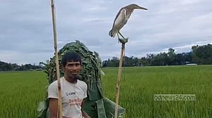 শেরপুরে অভিযানে ১২ বক উদ্ধার, শিকারির কারাদণ্ড