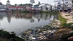 দূষণের কবলে বাগেরহাটের মিঠাপুকুর