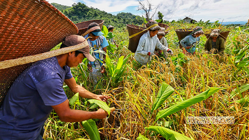 বান্দরবান সদর উপজেলার টংকাবতী ইউনিয়নের নতুন রমজুপাড়ার পাহাড় চূড়ায় জুমের ধান কাটার উৎসব লেগেছে। ছবি: মো: ফখরুল ইসলাম
