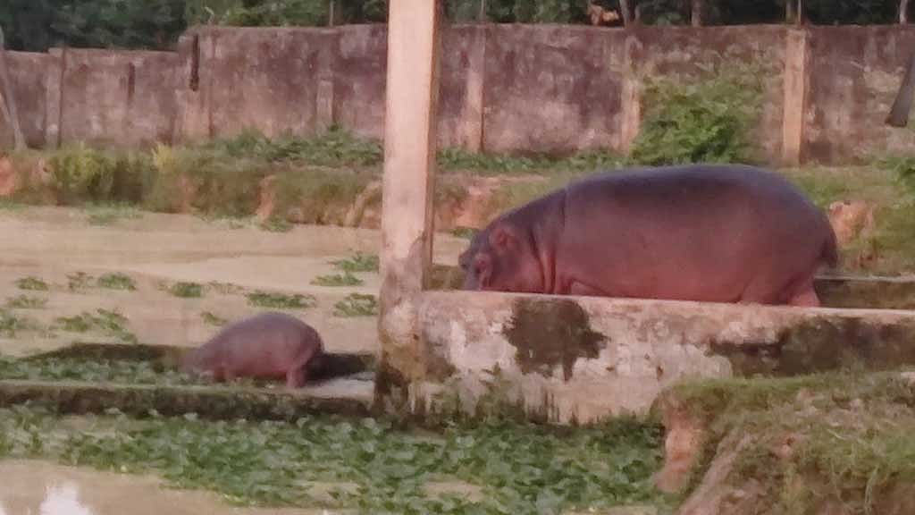 গাজীপুর সাফারি পার্কে জলহস্তী পরিবারে নতুন শাবক