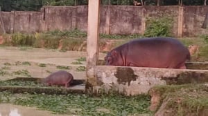 গাজীপুর সাফারি পার্কে জলহস্তী পরিবারে নতুন শাবক