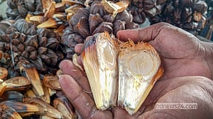সুন্দরবনের গোলফল মিলছে ঢাকায়