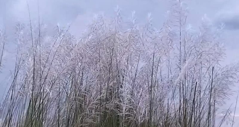 শরতের বিকেলে কাশফুলের কাছে