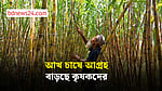 মাদারীপুরে বাড়ছে আখ চাষ, সরকারের সহযোগিতা দরকার চাষিদের