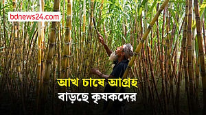 মাদারীপুরে বাড়ছে আখ চাষ, সরকারের সহযোগিতা দরকার চাষিদের
