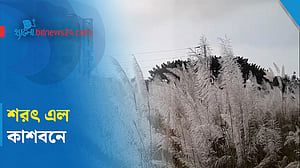 কংক্রিটের নগরে কাশফুলের ছোঁয়া
