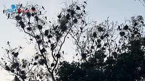 কংক্রিটের শহরে পাখিদের নীড়