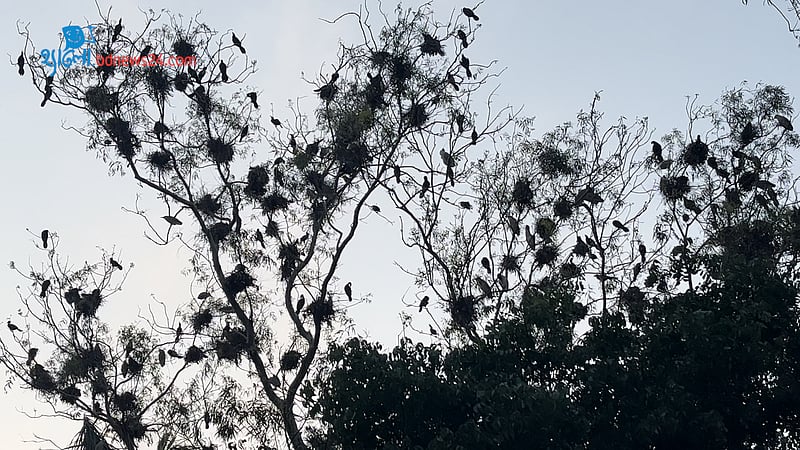কংক্রিটের শহরে পাখিদের নীড়