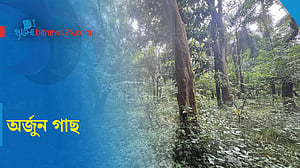 ঔষধি গাছ অর্জুন