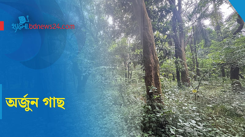 ঔষধি গাছ অর্জুন